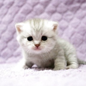 ブリティッシュショートヘア【広島県・女の子・2025年9月14日・ブルーシルバータビー】の写真「お目目パッチリ、淡い色合いが優しい雰囲気です♪」