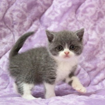 ブリティッシュショートヘア【広島県・男の子・2025年11月1日・ブルー&ホワイト】の写真「お目目パッチリ、撫でられるの大好き、温厚くん♪」