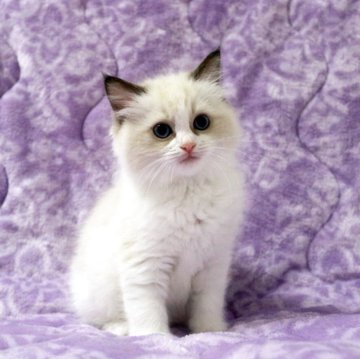 ラグドール【広島県・男の子・2025年9月16日・シールポイントバイカラー】の写真「綺麗な顔立ちの美男子くん。毛ぶきも良くもふもふ♪」