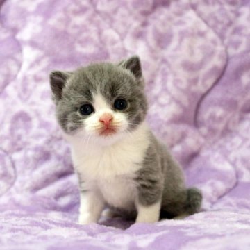 ブリティッシュショートヘア【広島県・男の子・2025年11月1日・ブルー&ホワイト】の写真「お目目パッチリ、綺麗な顔立ちのムチコロちゃんで♪」