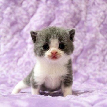 ブリティッシュショートヘア【広島県・男の子・2025年11月1日・ブルー&ホワイト】の写真「愛嬌のあるカワウソ的なお顔。癒し系です♪」