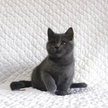 ブリティッシュショートヘア【広島県・男の子・2025年8月16日・ブルー】の写真「お目目パッチリ、綺麗な顔立ちのムチコロちゃんで♪」