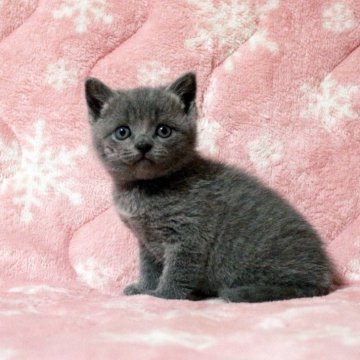 ブリティッシュショートヘア【広島県・男の子・2025年4月5日・ブルー】の写真「ぱっちりお目目のムチコロくんです♪」