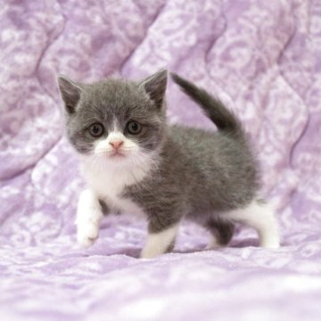 ブリティッシュショートヘア【広島県・男の子・2025年11月1日・ブルー&ホワイト】の写真「お目目パッチリ、撫でられるの大好き、温厚くん♪」