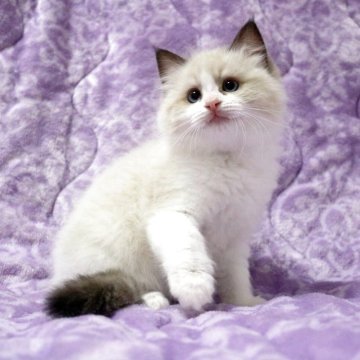 ラグドール【広島県・男の子・2025年9月16日・シールポイントバイカラー】の写真「もふもふころりん雪だるまくん！大振りです♪」