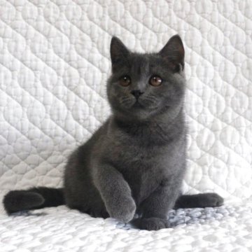 ブリティッシュショートヘア【広島県・男の子・2025年8月16日・ブルー】の写真「懐っこい、甘えっ子♪」