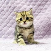 ブリティッシュショートヘア