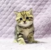 ブリティッシュショートヘア