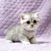 ブリティッシュショートヘア