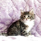 ノルウェージャンフォレストキャット