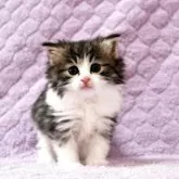 ノルウェージャンフォレストキャット