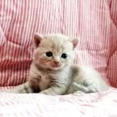 ブリティッシュショートヘア【広島県・男の子・2025年8月4日・クリーム】の写真1