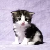 ノルウェージャンフォレストキャット