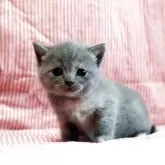 ブリティッシュショートヘア