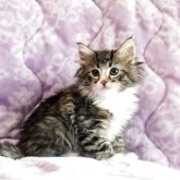 ノルウェージャンフォレストキャット
