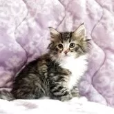 ノルウェージャンフォレストキャット