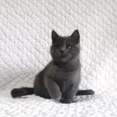 ブリティッシュショートヘア