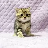 ブリティッシュショートヘア