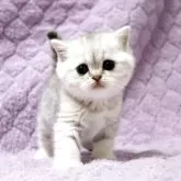 ブリティッシュショートヘア