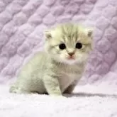 ブリティッシュショートヘア【広島県・女の子・2025年9月14日・ブルーゴールデンタビー】の写真1