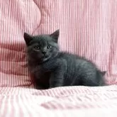 ブリティッシュショートヘア