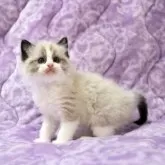 ラグドール【広島県・男の子・2025年10月20日・シールポイントバイカラー】の写真2