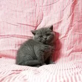 ブリティッシュショートヘア【広島県・女の子・2025年4月4日・ブルー】の写真2