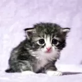 ノルウェージャンフォレストキャット【広島県・女の子・2025年4月11日・ブラウンタビー&ホワイト】の写真2