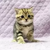 ブリティッシュショートヘア【広島県・男の子・2025年9月14日・ブラックゴールデンタビー】の写真2