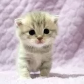 ブリティッシュショートヘア【広島県・女の子・2025年9月14日・ブルーゴールデンタビー】の写真2