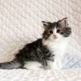 ノルウェージャンフォレストキャット【広島県・女の子・2025年10月3日・ブラウンタビー&ホワイト】の写真2
