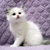 ラグドール【広島県・女の子・2025年5月1日・ブルーポイントバイカラー】の写真3