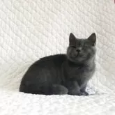 ブリティッシュショートヘア【広島県・男の子・2025年8月16日・ブルー】の写真4