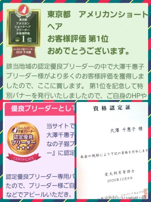 東京都アメリカンショートヘア　御客様評価第一位　サイト認定優良ブリーダー　🌹感謝🌹｜大澤　千惠子(おおさわ　ちえこ)ブリーダー(東京都・アメリカンショートヘア・TCS登録)の紹介写真10