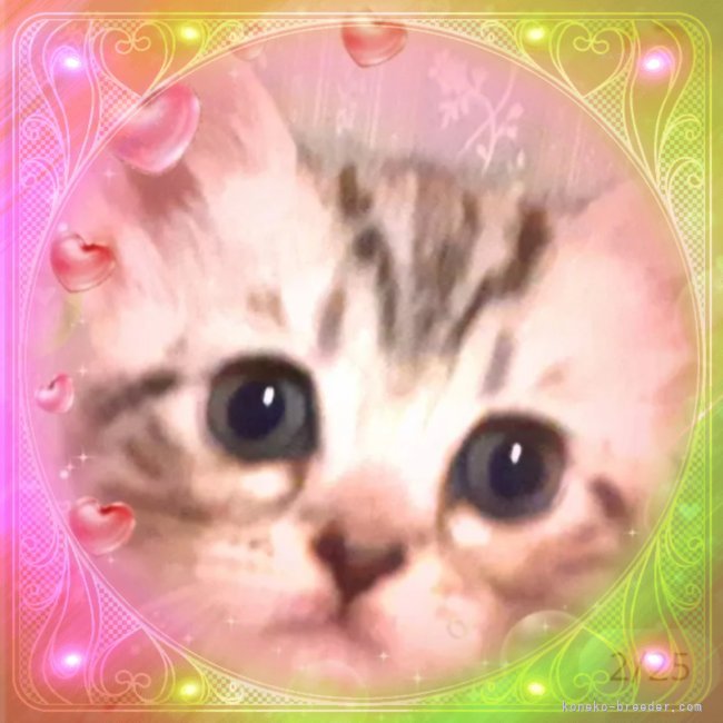 大澤千惠子ブリーダーのブログ：🌼エミリーちゃん🌼