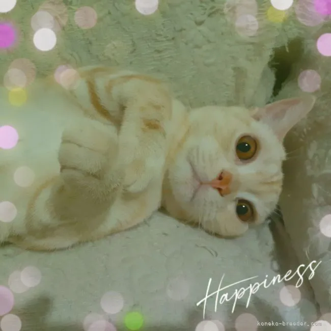 ID:2009-01777の子猫