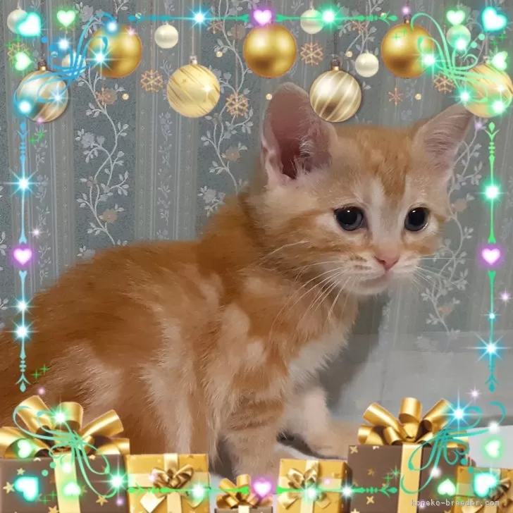 K.S 様のお迎えした子猫