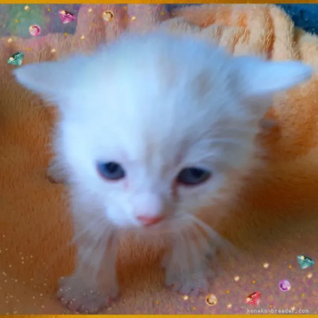 ID：2104-00266の子猫