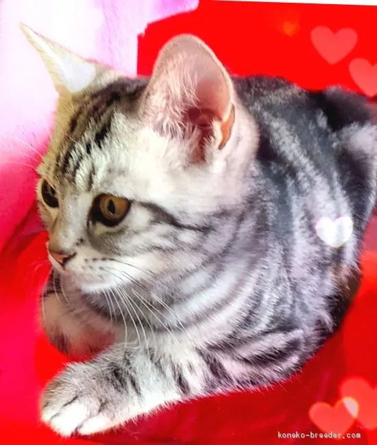 ID：2008-00848の子猫