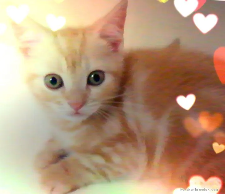 カレー王子 様のお迎えした子猫