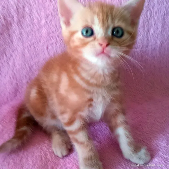 ID:2009-01774の子猫