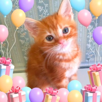 アメリカンショートヘア【東京都・男の子・2024年4月24日・レッド😊可愛い❤️甘えん坊王子👑（父　優秀血統　素敵な王子👑）】の写真「可愛い❤️やんちゃ坊やになりそうです。パパ似かな？」