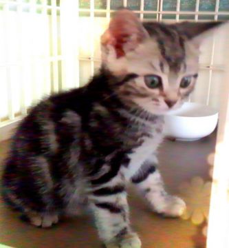 アメリカンショートヘア【東京都・男の子・2020年3月9日・シルバークラシックタビー（✨父✨CFA CH 🏆です）】の写真「お値⤵👛済💙チヤンス！😻
華麗な王子様✨」