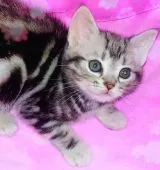 アメリカンショートヘア【東京都・男の子・2020年2月10日・シルバークラシックタビー】の写真1「4/1 撮影超絶🍀ラブリーな坊やです💙会いにきて下さいね♪」