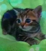 アメリカンショートヘア【東京都・女の子・2020年5月19日・ブラウンクラシックタビー💛】の写真2「6/26 撮影可愛い～甘えん坊姫👸その魅力は心を捕らえて　　　離さない🍀」