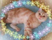 アメリカンショートヘア【東京都・男の子・2021年8月21日・カメオ】の写真3「12/15 📸お澄まし王子👑写真より幼くママの🍼飲んでます💗　　　　　　　　　」