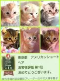 アメリカンショートヘア【東京都・女の子・2024年10月8日・ブラウンパッチドタビー🌹】の写真5「幼少期のパパ😻中央と6ﾆｬﾝコラージュ💐可愛い子ちゃん達勢揃い🎵会いに来てﾆｬﾝ💖」