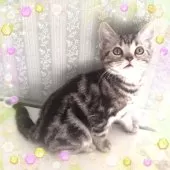 アメリカンショートヘア【東京都・男の子・2024年9月15日・シルバークラシックタビー魅力溢れる優秀血統】の写真14「おすまし顔の王子👑佇まいにも溢れる品の良さでございます☺️」