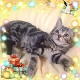 アメリカンショートヘア【東京都・男の子・2024年9月15日・シルバークラシックタビー魅力溢れる優秀血統】の写真15「初めてのX