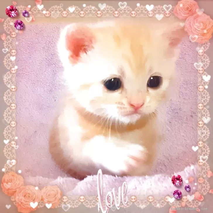 ID：2504-01218の子猫